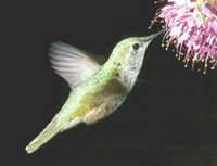 Hummingbird