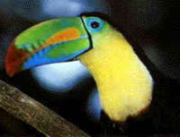 Tucan