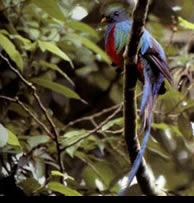 Quetzal, National Bird