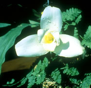 Monja Blanca -  Guatemala's national flower