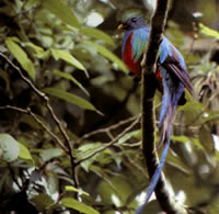 Quetzal - National Bird Guatemala