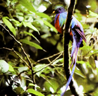 Nature in Guatemala